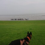 Tristan an der Nordsee